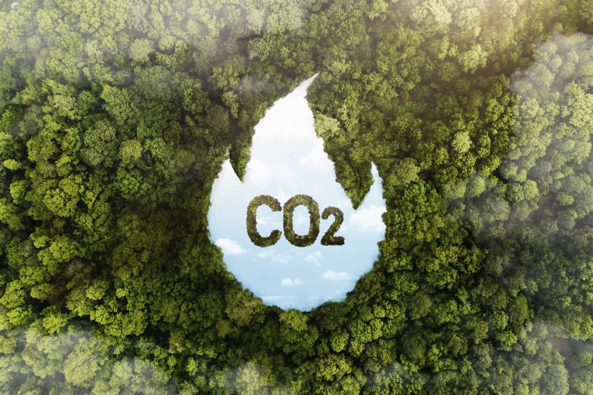 Green Forest Trees With CO2 | Dyme