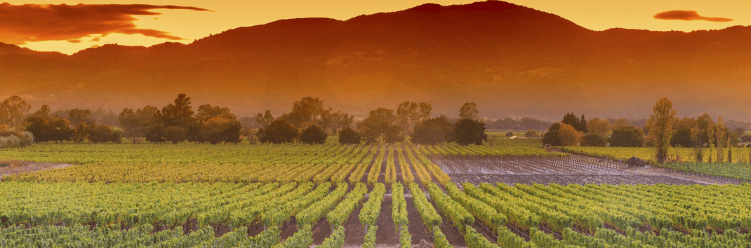 Vineyard rows at sunset with mountains in the background and an orange sky.