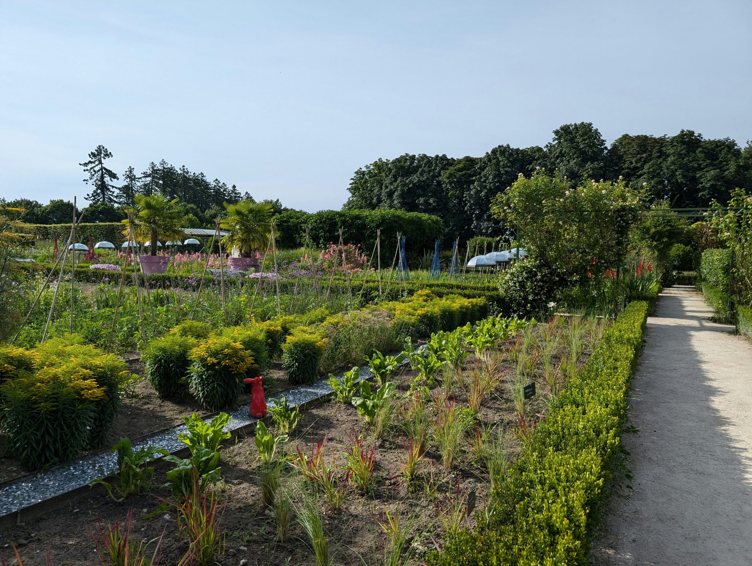 A garden with various green plants, a gravel path, and trees in the background on a sunny day.