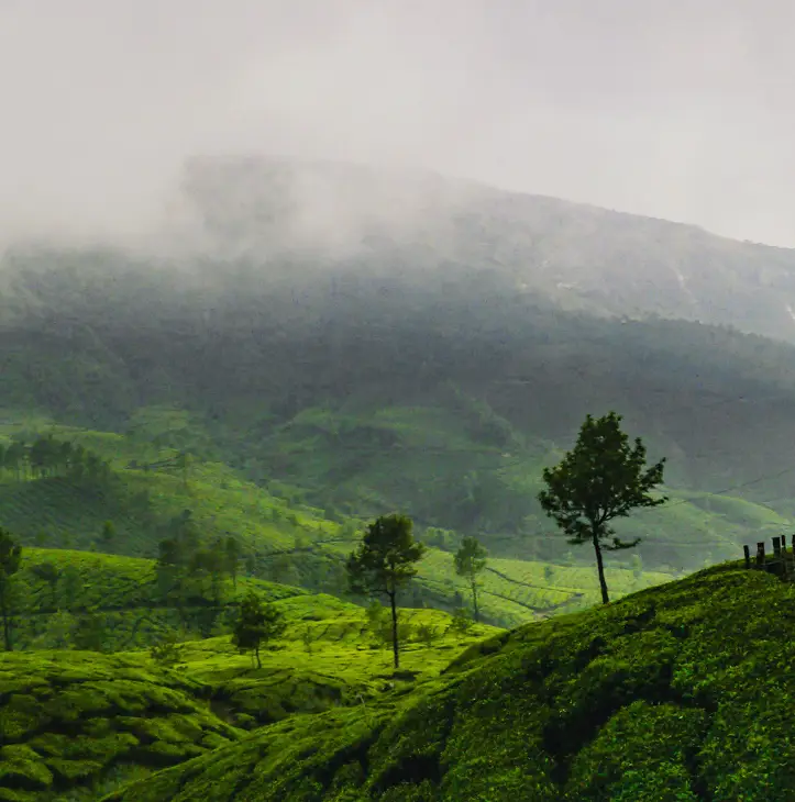 Mist rolls over lush green hills dotted with trees and tea plantations under a cloudy sky.
