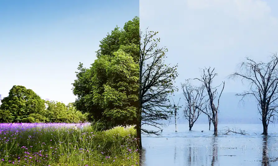 A lush green field splits into a flooded, barren landscape with leafless trees under a pale sky.