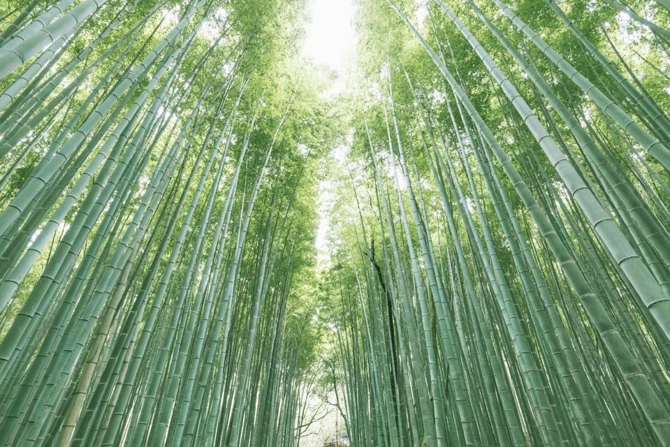 Tall, green bamboo stalks rise closely together, forming a dense, sunlit bamboo forest canopy.