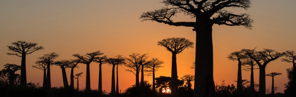Silhouettes of tall baobab trees at sunset with an orange sky in the background.
