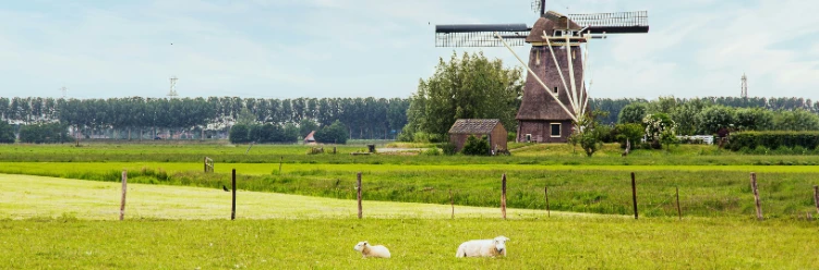 Peaceful rural scene in the Netherlands featuring grazing sheep, lush green fields, and a traditional windmill under a lightly overcast sky.