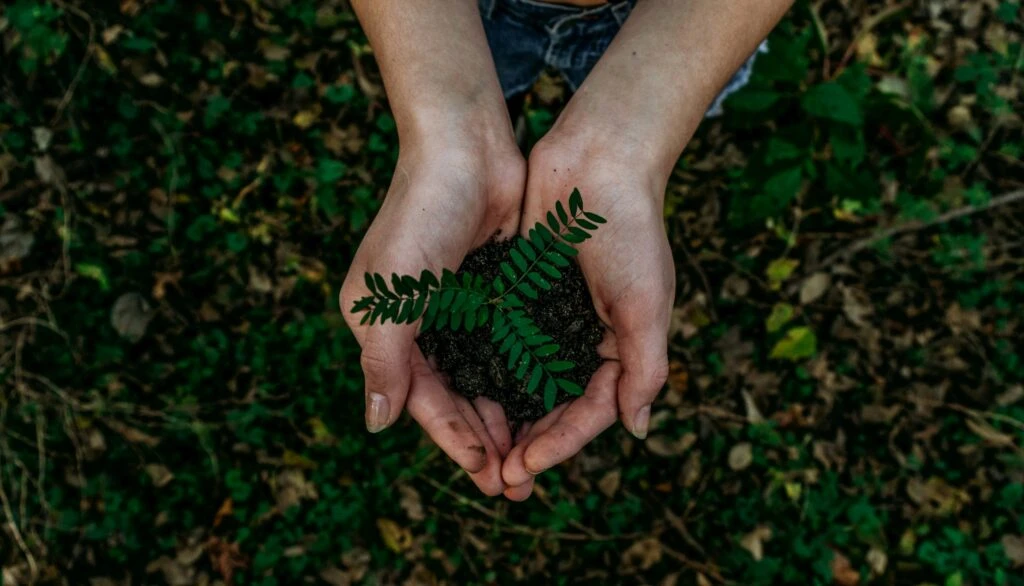 A person holds a small green seedling with soil in their cupped hands, standing over grass and foliage.
