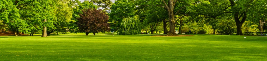 Sunny park landscape with lush green grass, tall trees, and a few benches in the background.